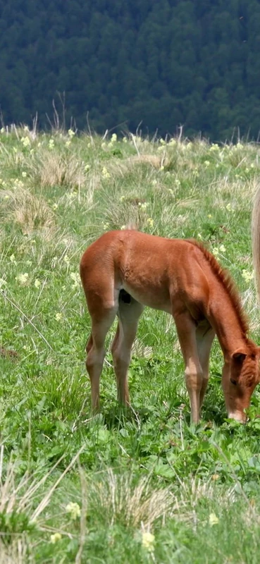 PeelitStickit Horse, Animal Wall Murals ID-233, vinyl