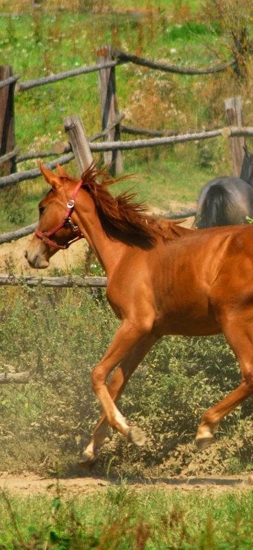 PeelitStickit Horse, Animal Wall Murals ID-234, vinyl