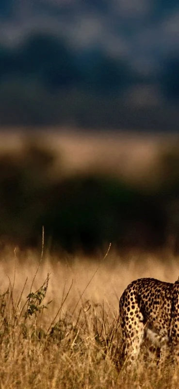 PeelitStickit Hunting Tiger, Animal Wall Murals ID-007, vinyl