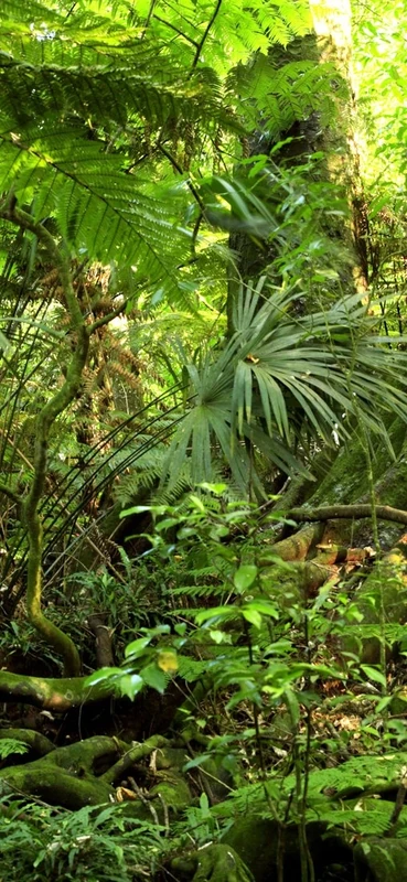 PeelitStickit Jungle Forest Wallpaper Design, Wall Mural ID-003, vinyl