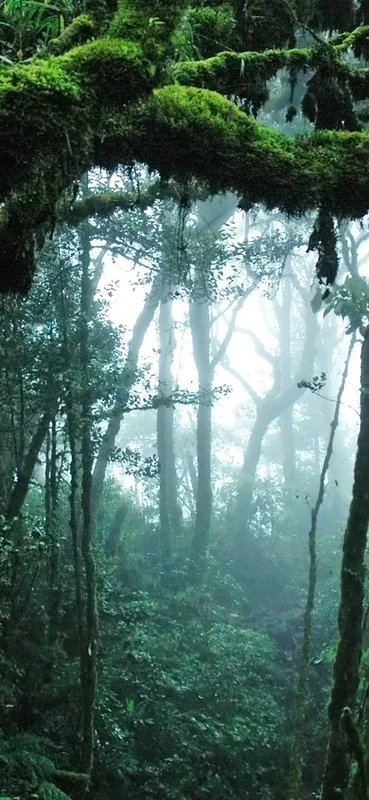 PeelitStickit Jungle Forest Wallpaper Design, Wall Mural ID-001, vinyl