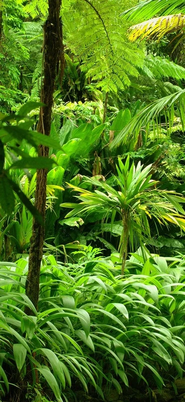 PeelitStickit Jungle Forest Wallpaper Design, Wall Mural ID-008, vinyl