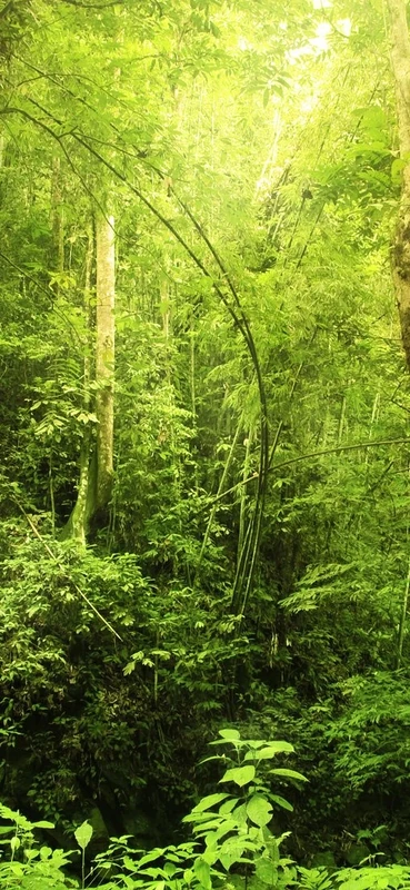 PeelitStickit Jungle Forest Wallpaper Design, Wall Mural ID-002, vinyl