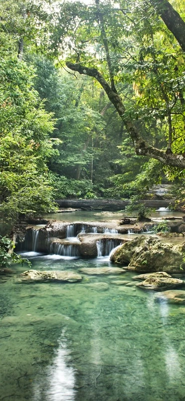 PeelitStickit Jungle Forest Wallpaper Design, Wall Mural ID-006, vinyl