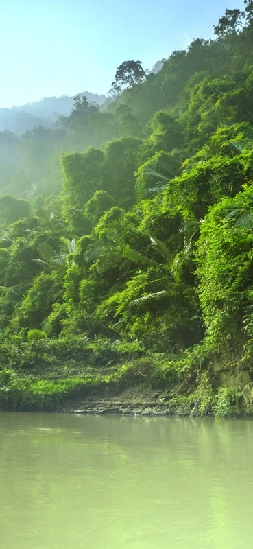 PeelitStickit Jungle Forest Wallpaper Design, Wall Mural ID-012, vinyl