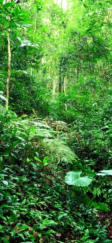 PeelitStickit Jungle Forest Wallpaper Design, Wall Mural ID-014, vinyl