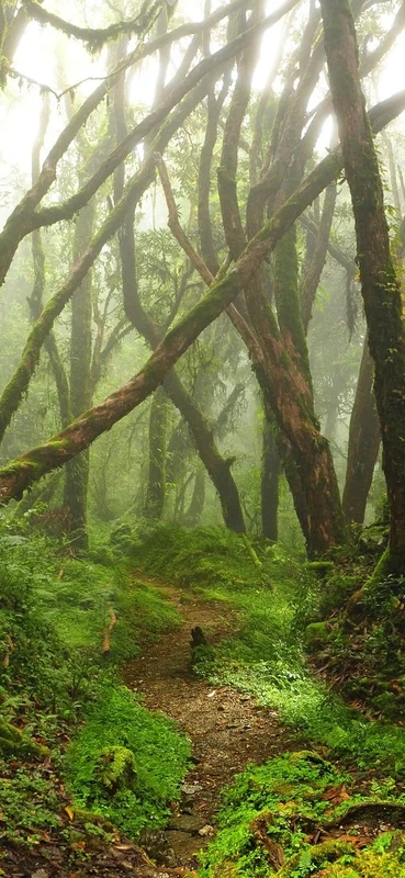 PeelitStickit Jungle Forest Wallpaper Design, Wall Mural ID-020, vinyl