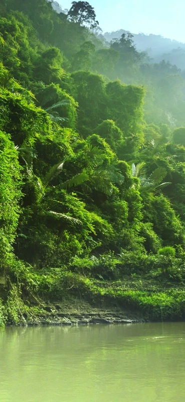 PeelitStickit Jungle Forest Wallpaper Design, Wall Mural ID-021, vinyl