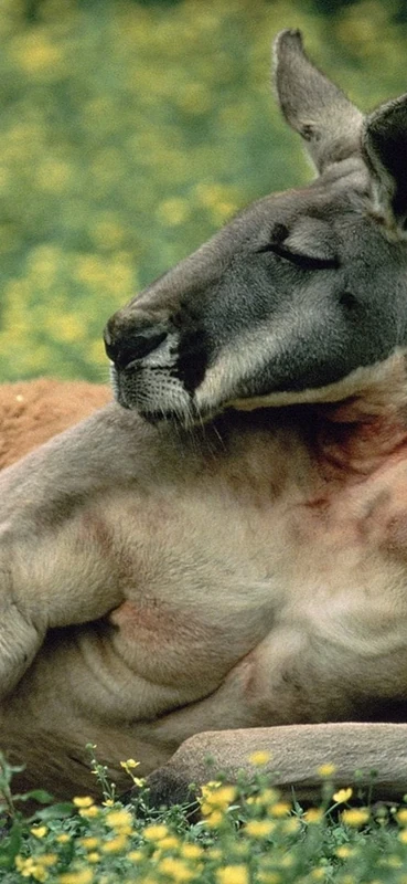 PeelitStickit Kangaroo, Animal Wall Murals ID-097, vinyl