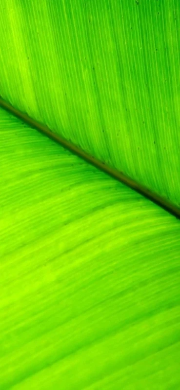 PeelitStickit Leaf, Beautiful Nature Wall Murals, ID-3269, vinyl - Image 1