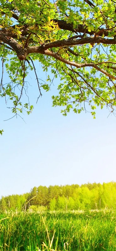 PeelitStickit Nature Wallpaper, Wall Mural ID-015, vinyl