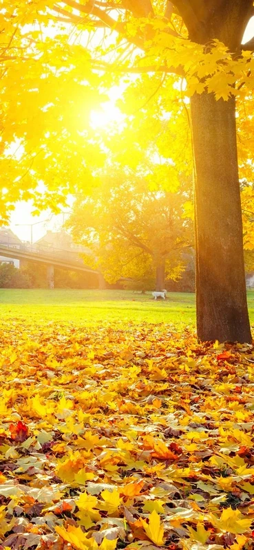 PeelitStickit Nature Wallpaper, Wall Mural ID-022, vinyl