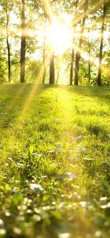 PeelitStickit Nature Wallpaper, Wall Mural ID-032, vinyl