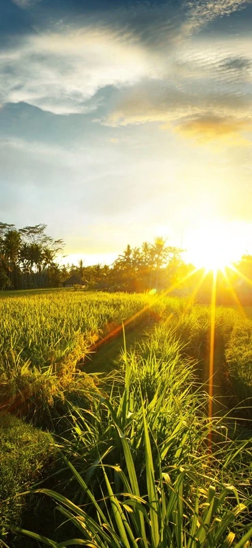 PeelitStickit Nature Wallpaper, Wall Mural ID-030, vinyl