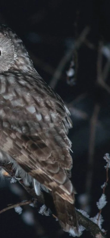 PeelitStickit Owl, Animal Wall Murals ID-225, vinyl