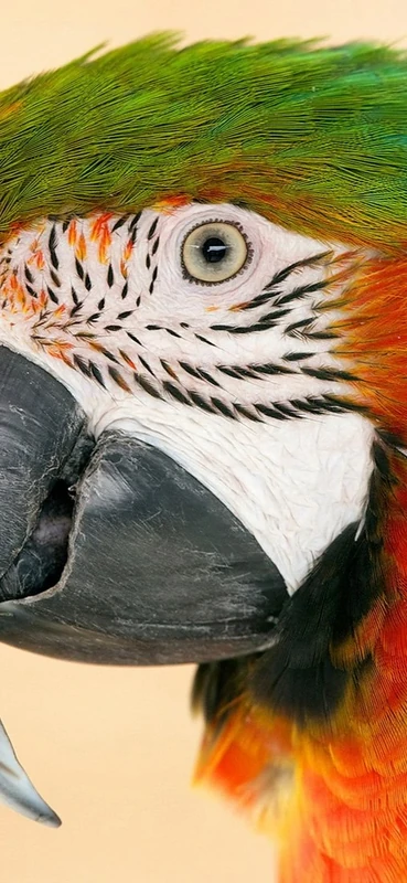 PeelitStickit Parrot, Animal Wall Murals ID-119, vinyl