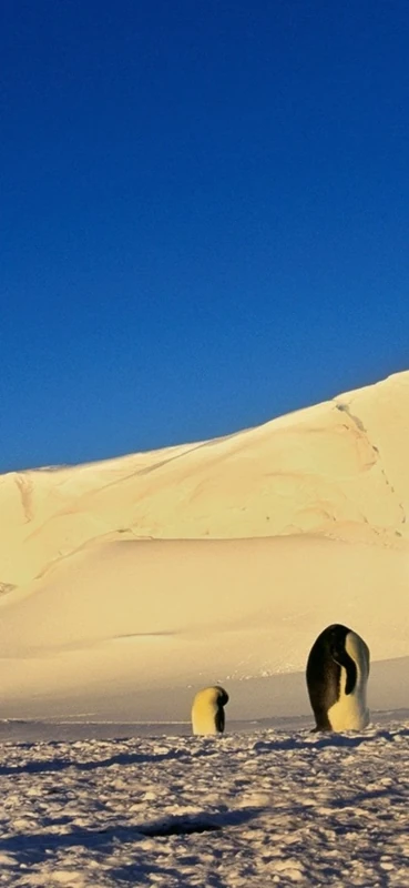 PeelitStickit Penguin, Animal Wall Murals ID-150, vinyl