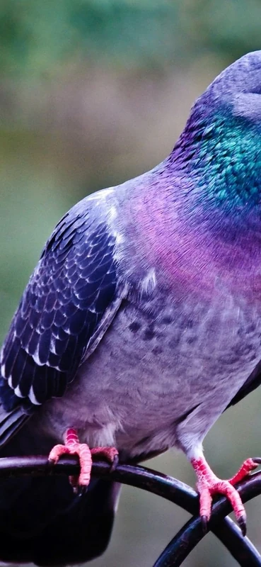 PeelitStickit Pigeon, Animal Wall Murals ID-183, vinyl