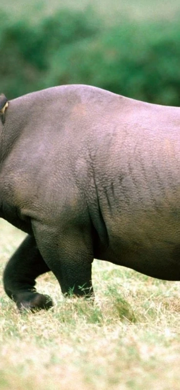 PeelitStickit Rhino Walking, Animal Wall Murals ID-231, vinyl