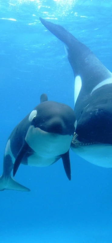 PeelitStickit SAE Life, Animal Wall Murals ID-247, vinyl