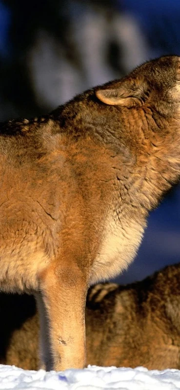 PeelitStickit Snow Dog, Animal Wall Murals ID-043, vinyl