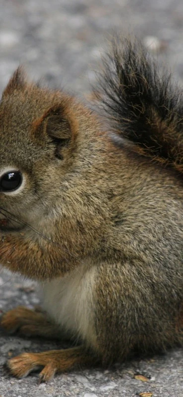 PeelitStickit Squirrel with a nut, Animal Wall Murals ID-210, vinyl - Image 1