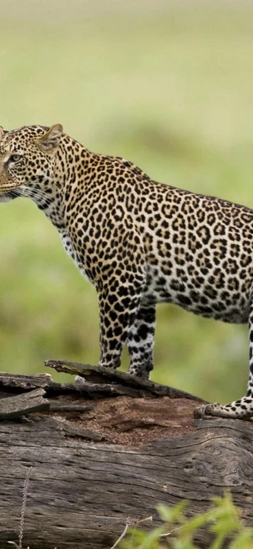 PeelitStickit Tiger, Animal Wall Murals ID-059, vinyl