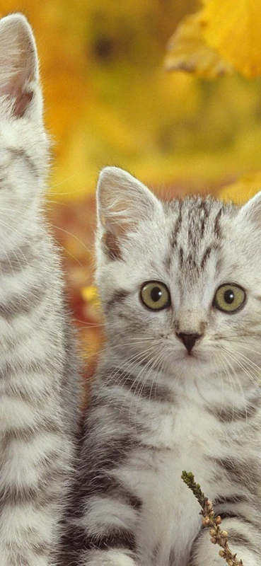 PeelitStickit Two Cats, Animal Wall Murals ID-142, vinyl