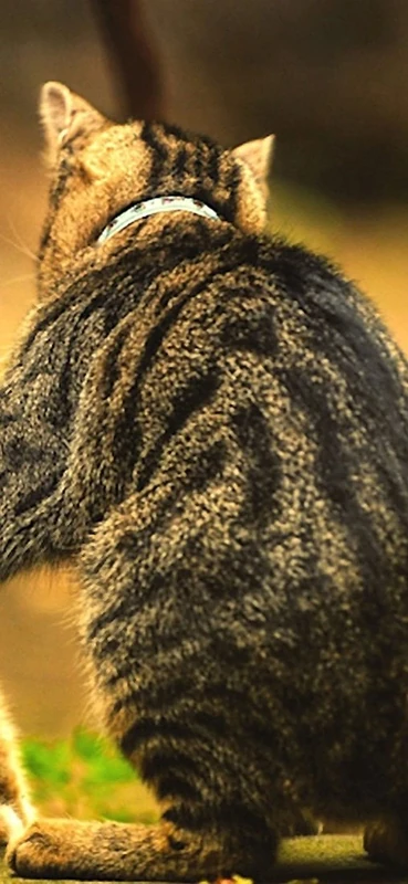 PeelitStickit Two Cats, Animal Wall Murals ID-194, vinyl