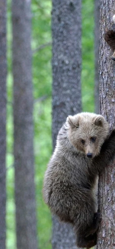 PeelitStickit Two Bear, Animal Wall Murals ID-242, vinyl