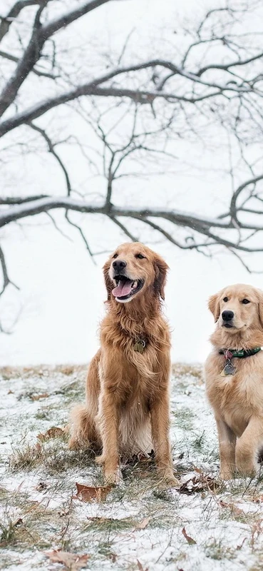 PeelitStickit Two Dog, Animal Wall Murals ID-088, vinyl