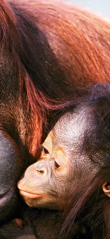 PeelitStickit Two Gorilla, Animal Wall Murals ID-015, vinyl