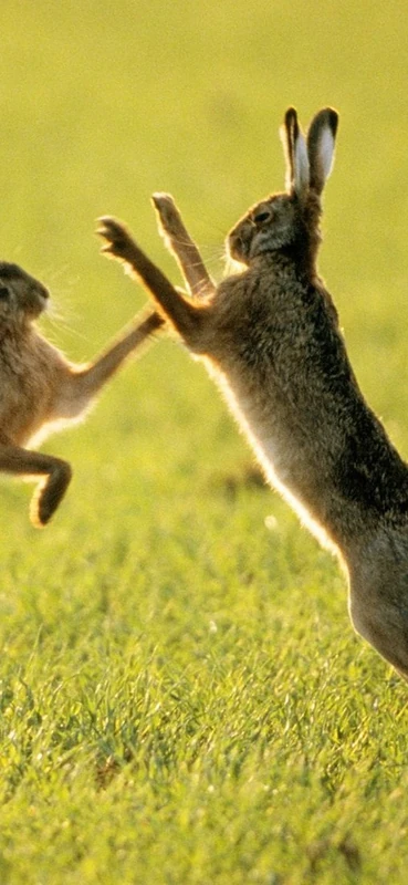 PeelitStickit Two Rabbit, Animal Wall Murals ID-016, vinyl