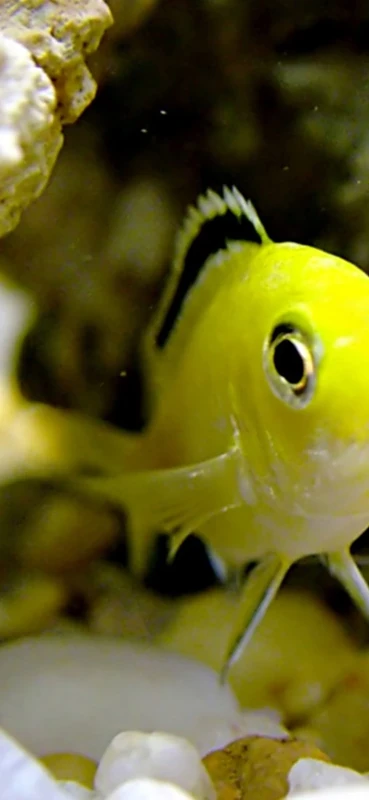 PeelitStickit Underwater, Undersea Wall Murals, ID-001, vinyl