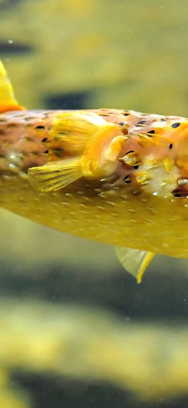 PeelitStickit Underwater, Undersea Wall Murals, ID-012, vinyl