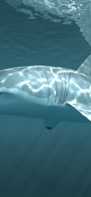 PeelitStickit Underwater, Undersea Wall Murals, ID-022, vinyl