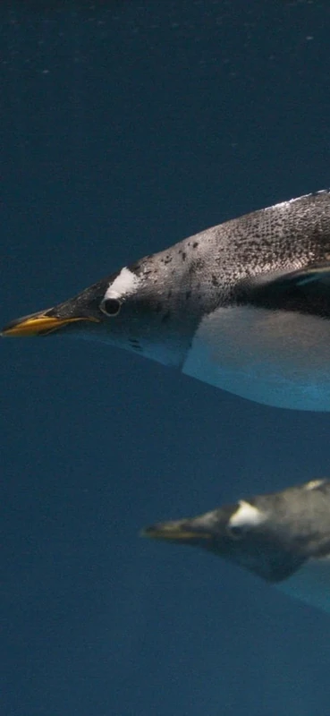 PeelitStickit Underwater, Undersea Wall Murals, ID-019, vinyl