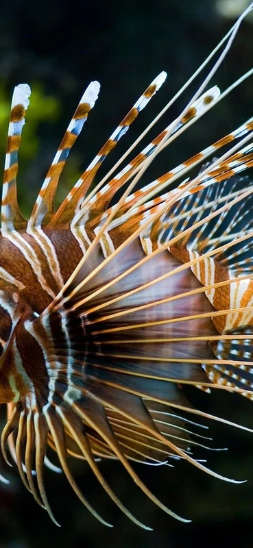 PeelitStickit Underwater, Undersea Wall Murals, ID-031, vinyl