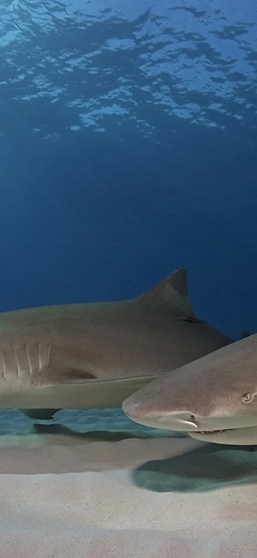 PeelitStickit Underwater, Undersea Wall Murals, ID-035, vinyl