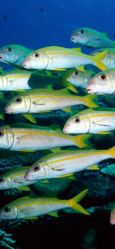 PeelitStickit Underwater, Undersea Wall Murals, ID-043, vinyl