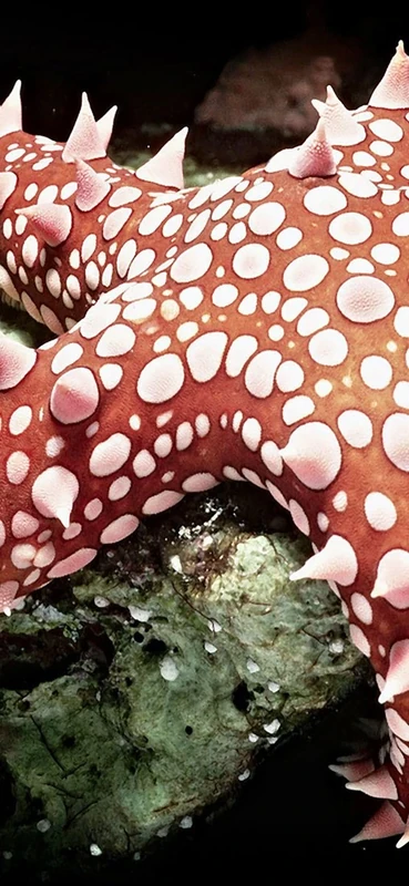 PeelitStickit Underwater, Undersea Wall Murals, ID-048, vinyl