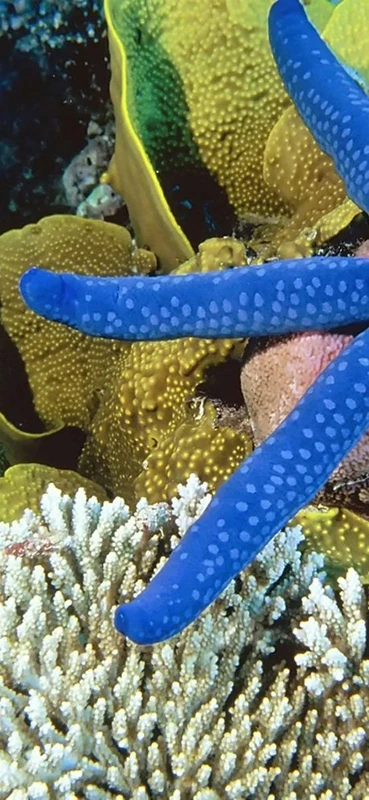 PeelitStickit Underwater, Undersea Wall Murals, ID-049, vinyl