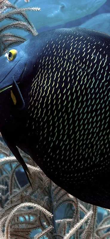 PeelitStickit Underwater, Undersea Wall Murals, ID-047, vinyl