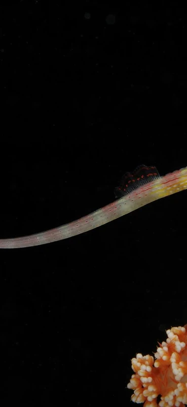 PeelitStickit Underwater, Undersea Wall Murals, ID-055, vinyl