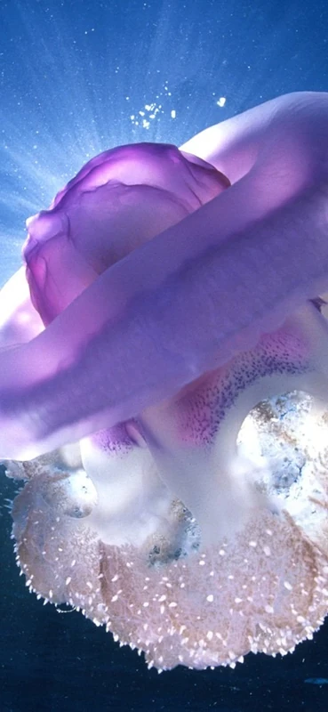 PeelitStickit Underwater, Undersea Wall Murals, ID-052, vinyl