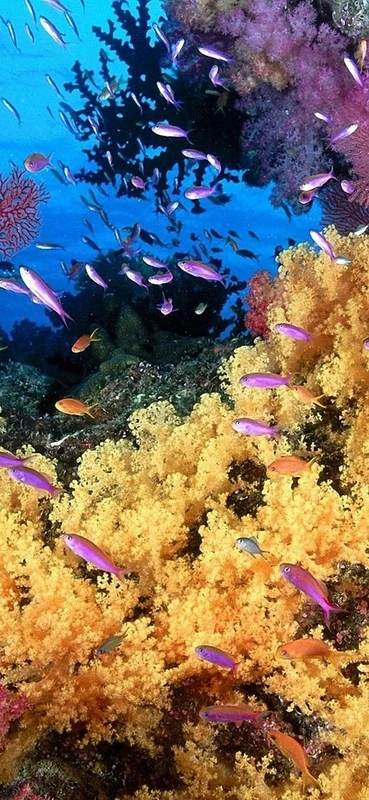 PeelitStickit Underwater, Undersea Wall Murals, ID-062, vinyl