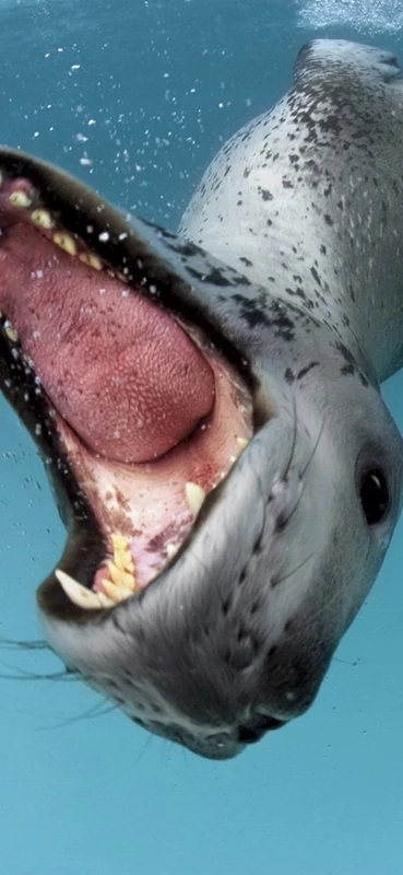 PeelitStickit Underwater, Undersea Wall Murals, ID-058, vinyl