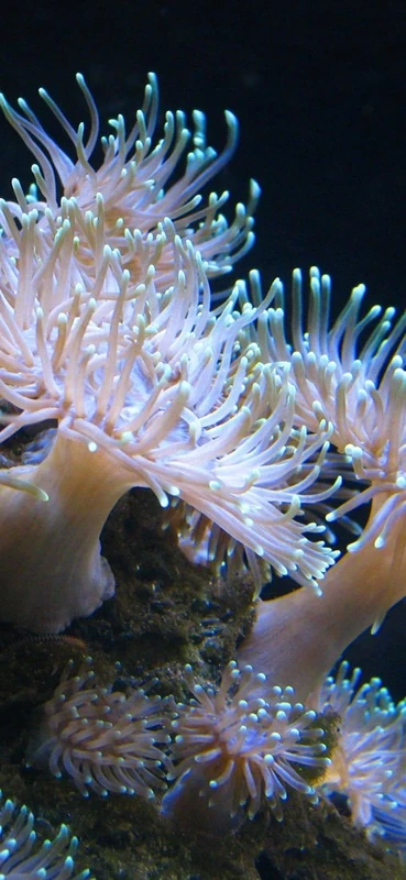 PeelitStickit Underwater, Undersea Wall Murals, ID-063, vinyl