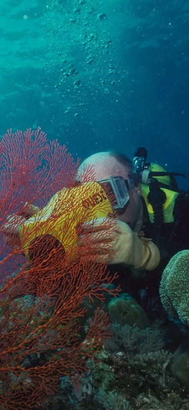 PeelitStickit Underwater, Undersea Wall Murals, ID-060, vinyl