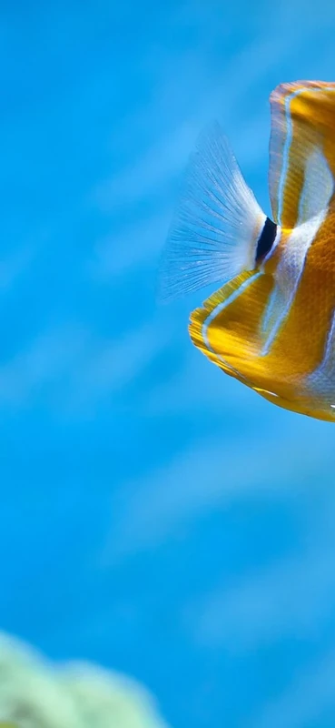 PeelitStickit Underwater, Undersea Wall Murals, ID-069, vinyl